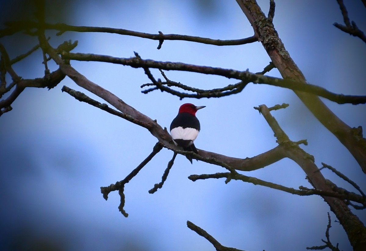 Red-headed Woodpecker - ML618654004