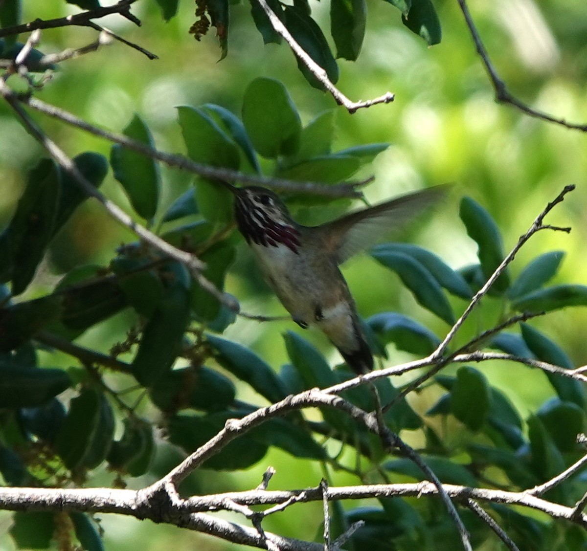 Calliope Hummingbird - Sylvia Afable