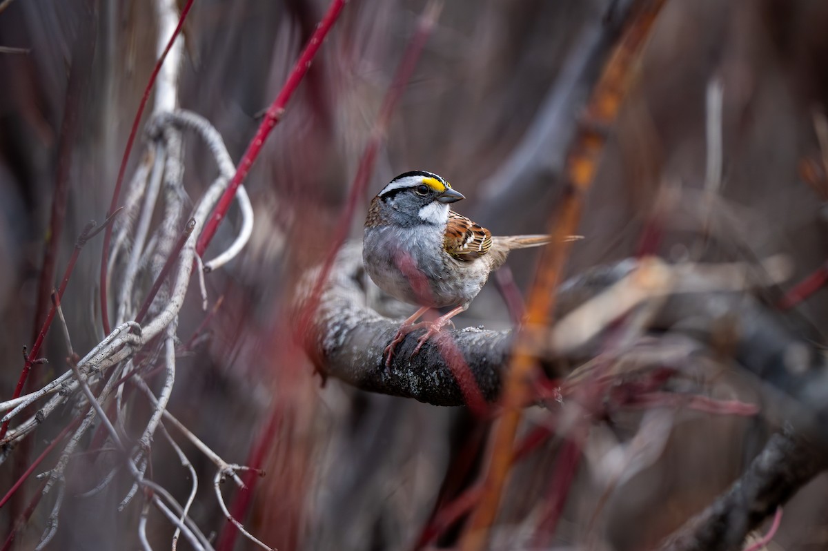 White-crowned Sparrow - Mason Tremblay