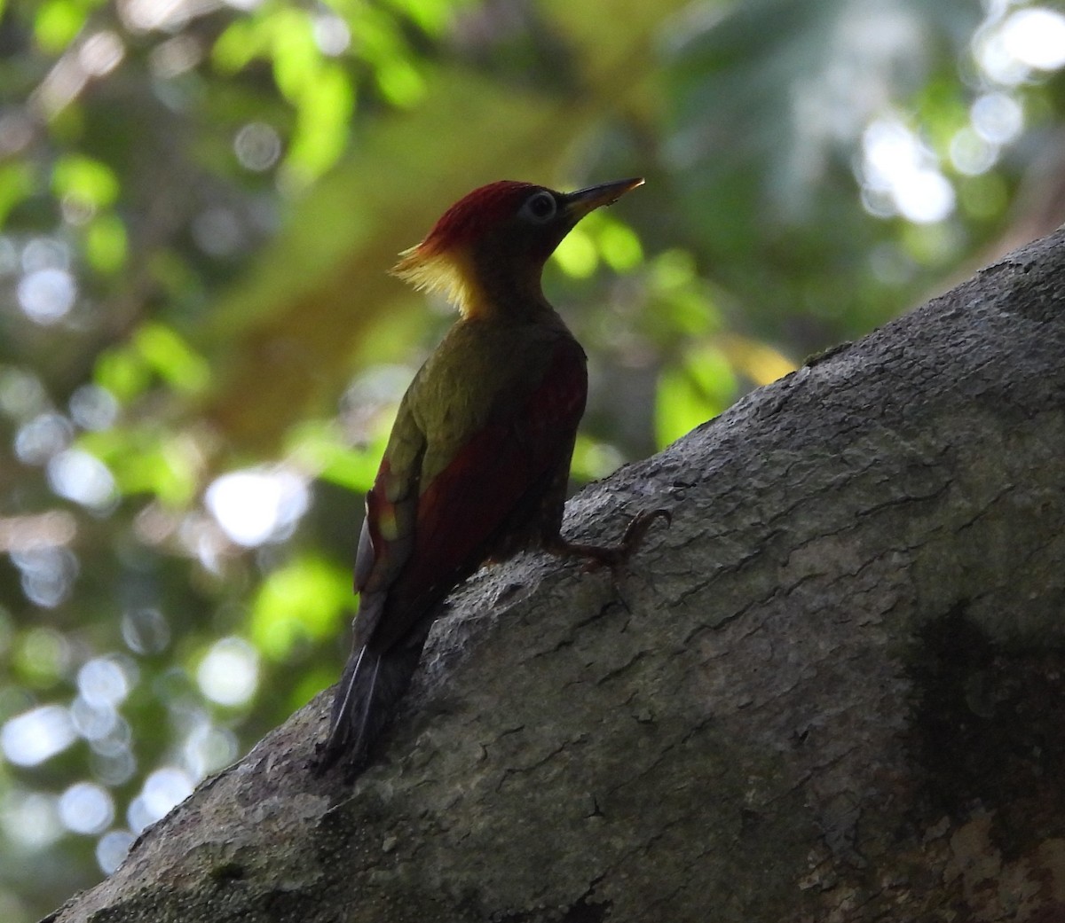 Crimson-winged Woodpecker - ML618654082