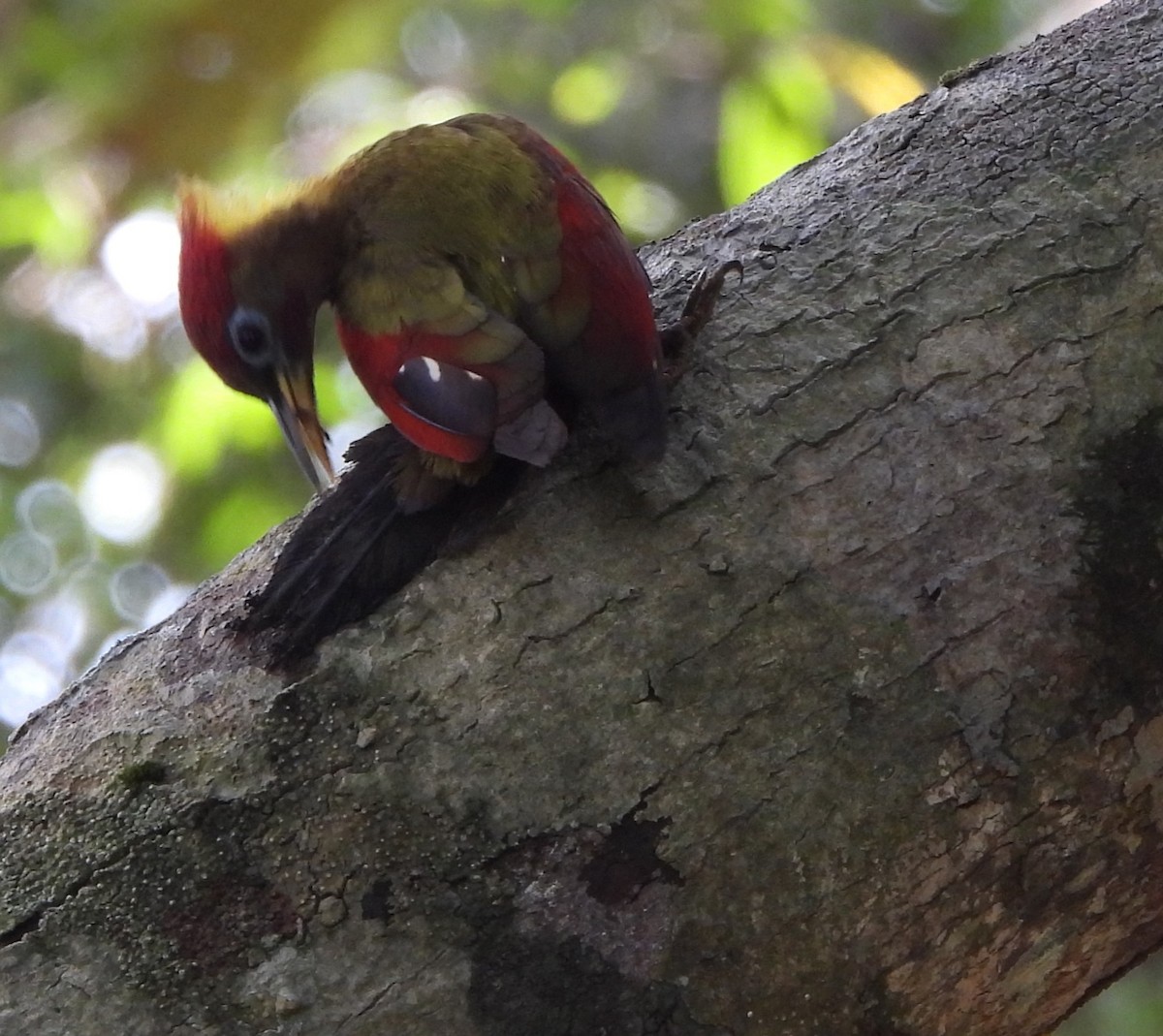 Crimson-winged Woodpecker - ML618654083