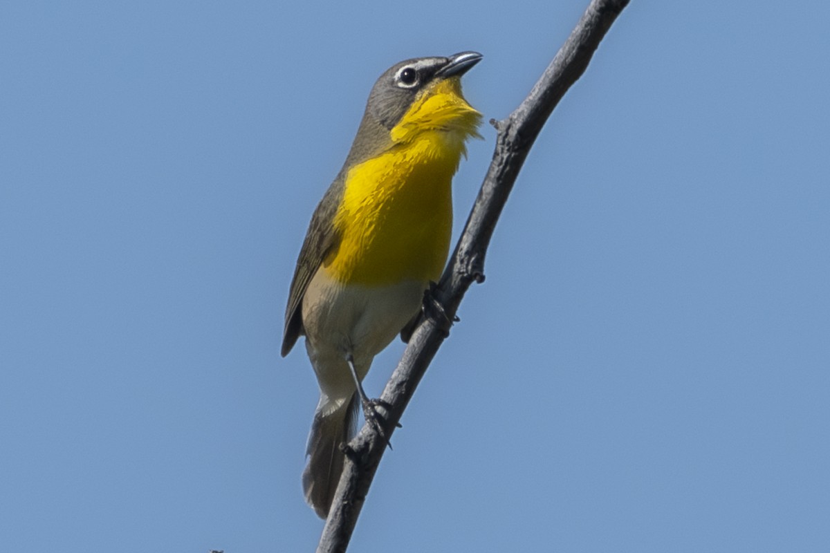 Yellow-breasted Chat - ML618654088