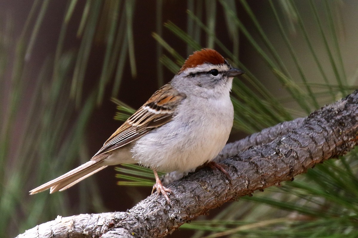Chipping Sparrow - ML618654095