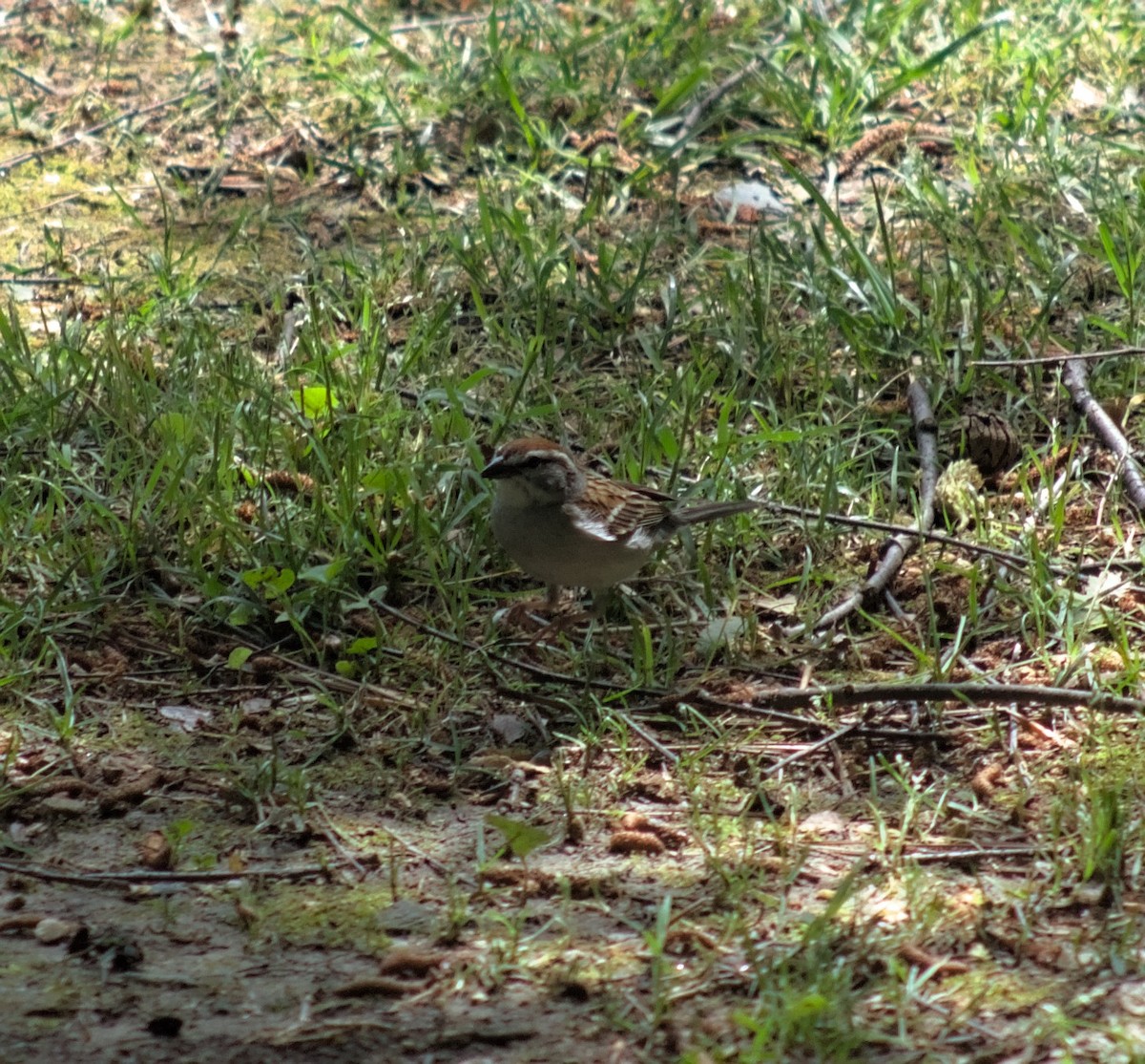 Chipping Sparrow - ML618654206