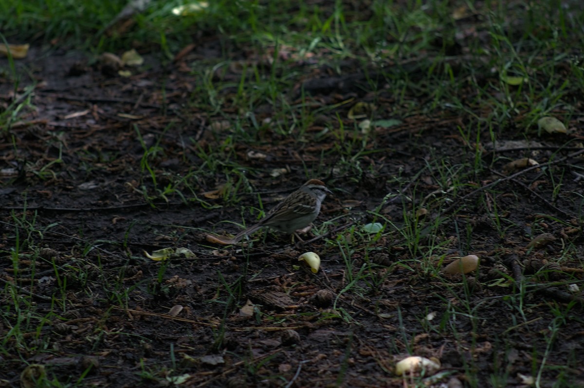 Chipping Sparrow - ML618654210