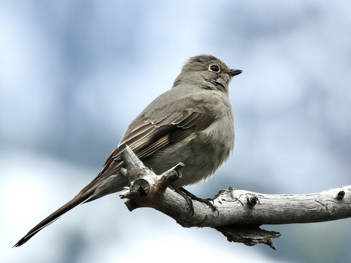 Townsend's Solitaire - ML618654216