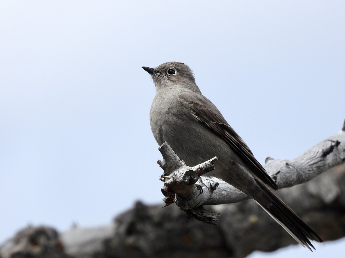 Townsend's Solitaire - ML618654217