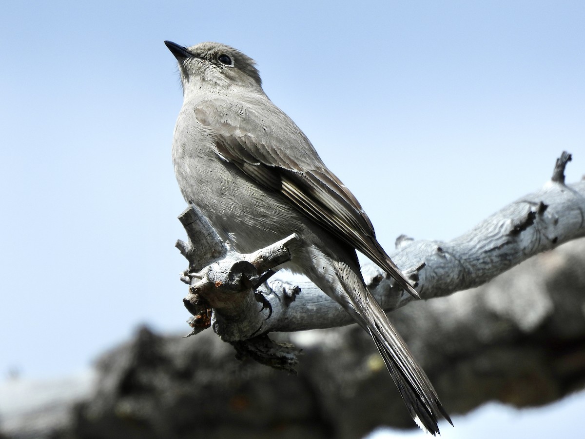 Townsend's Solitaire - ML618654218