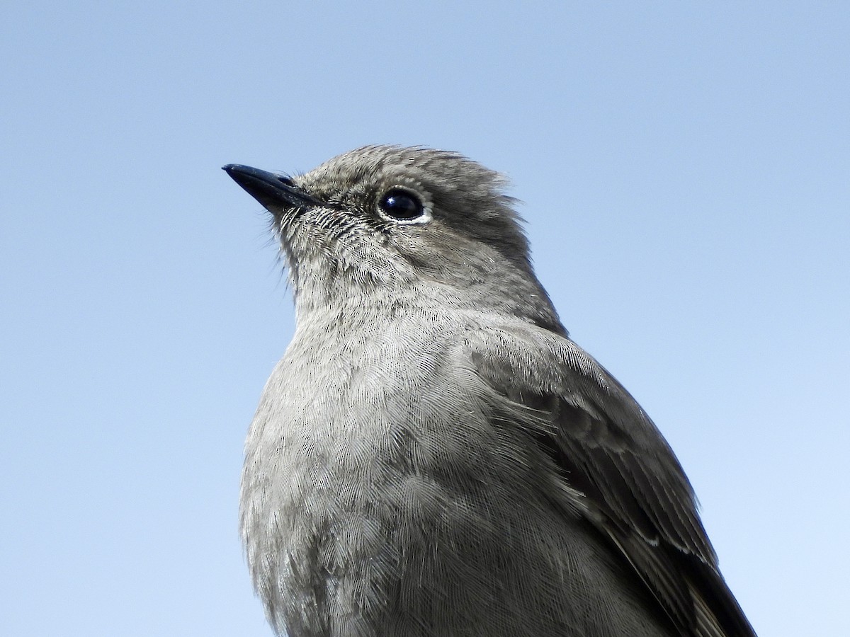 Townsend's Solitaire - ML618654219