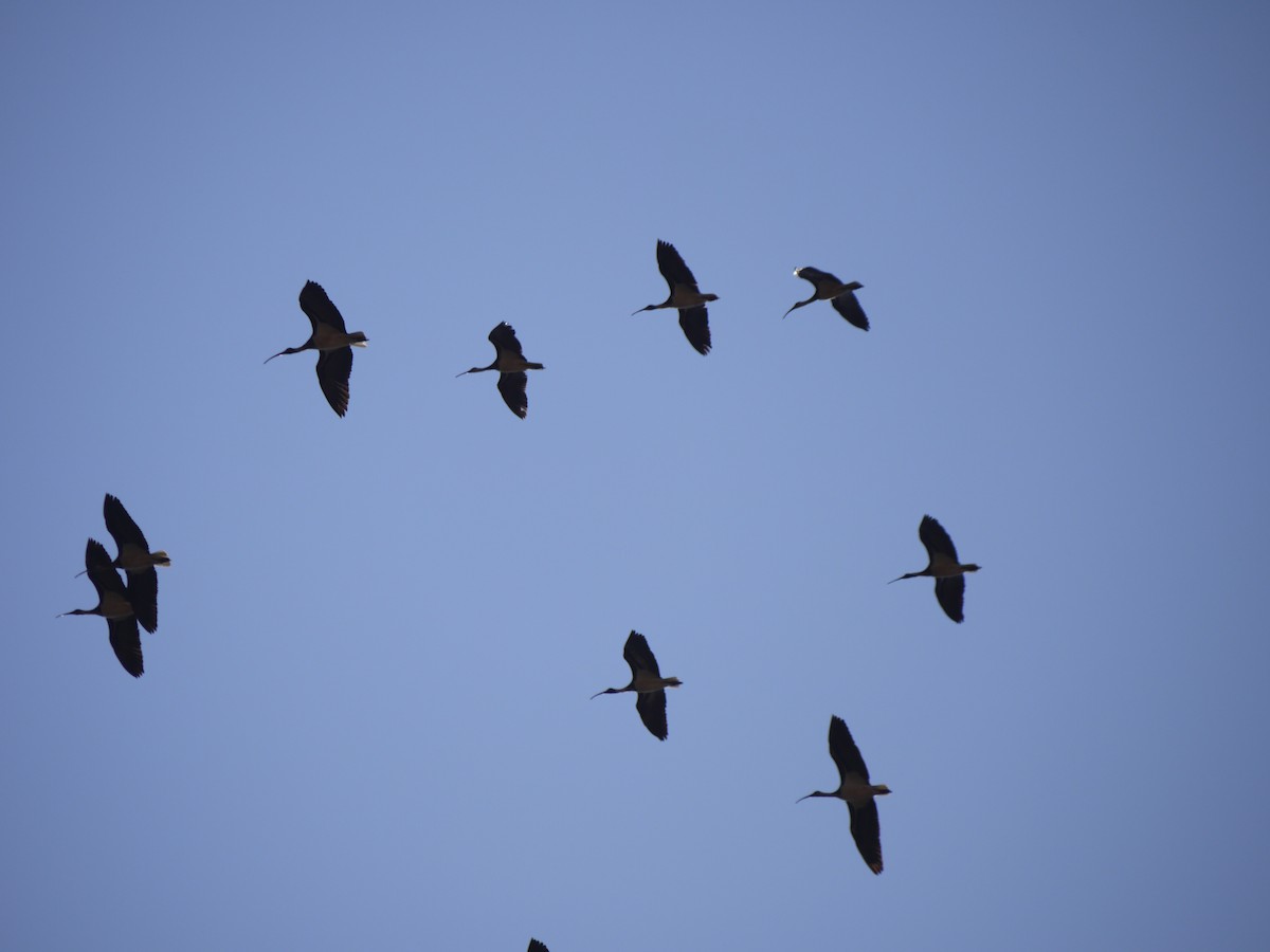 Black-necked Stork - ML618654233