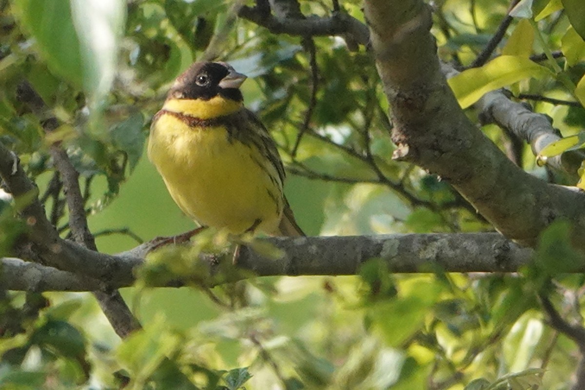 Yellow-breasted Bunting - Masayuki Shimada (Japan-Birding)