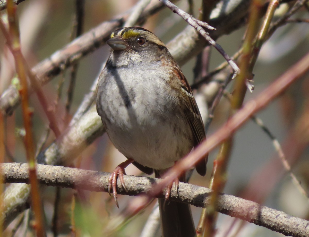 White-throated Sparrow - ML618654312