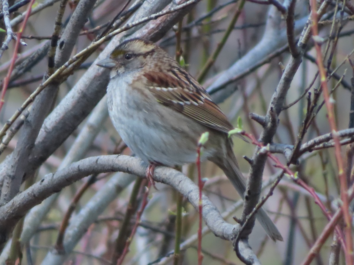 White-throated Sparrow - ML618654319