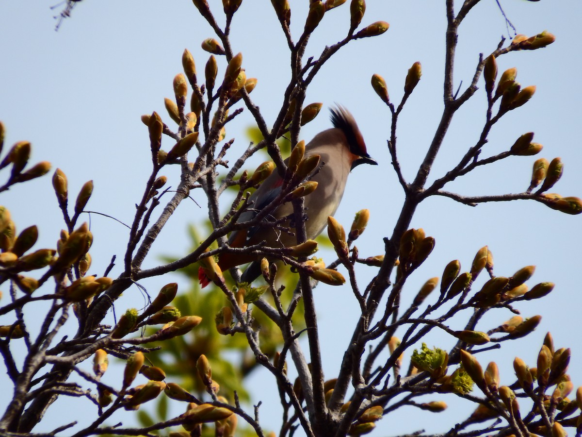 Japanese Waxwing - ML618654328