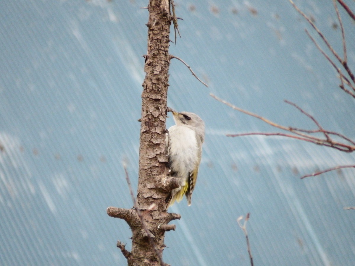 Gray-headed Woodpecker - ML618654398