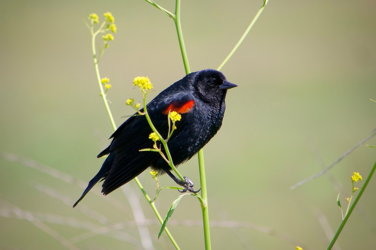 Red-winged Blackbird - ML618654420