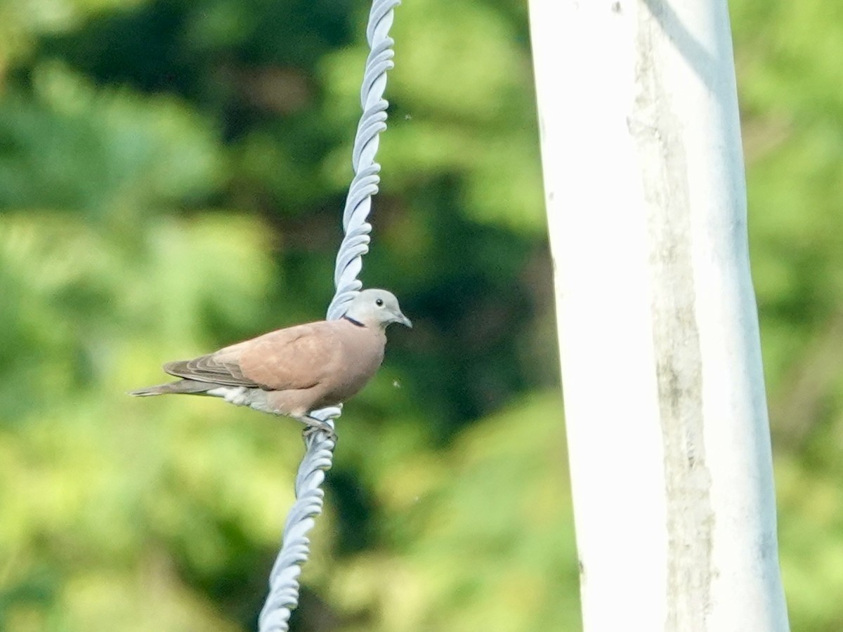 Red Collared-Dove - ML618654552