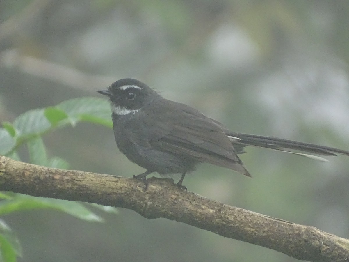 White-throated Fantail - ML618654616