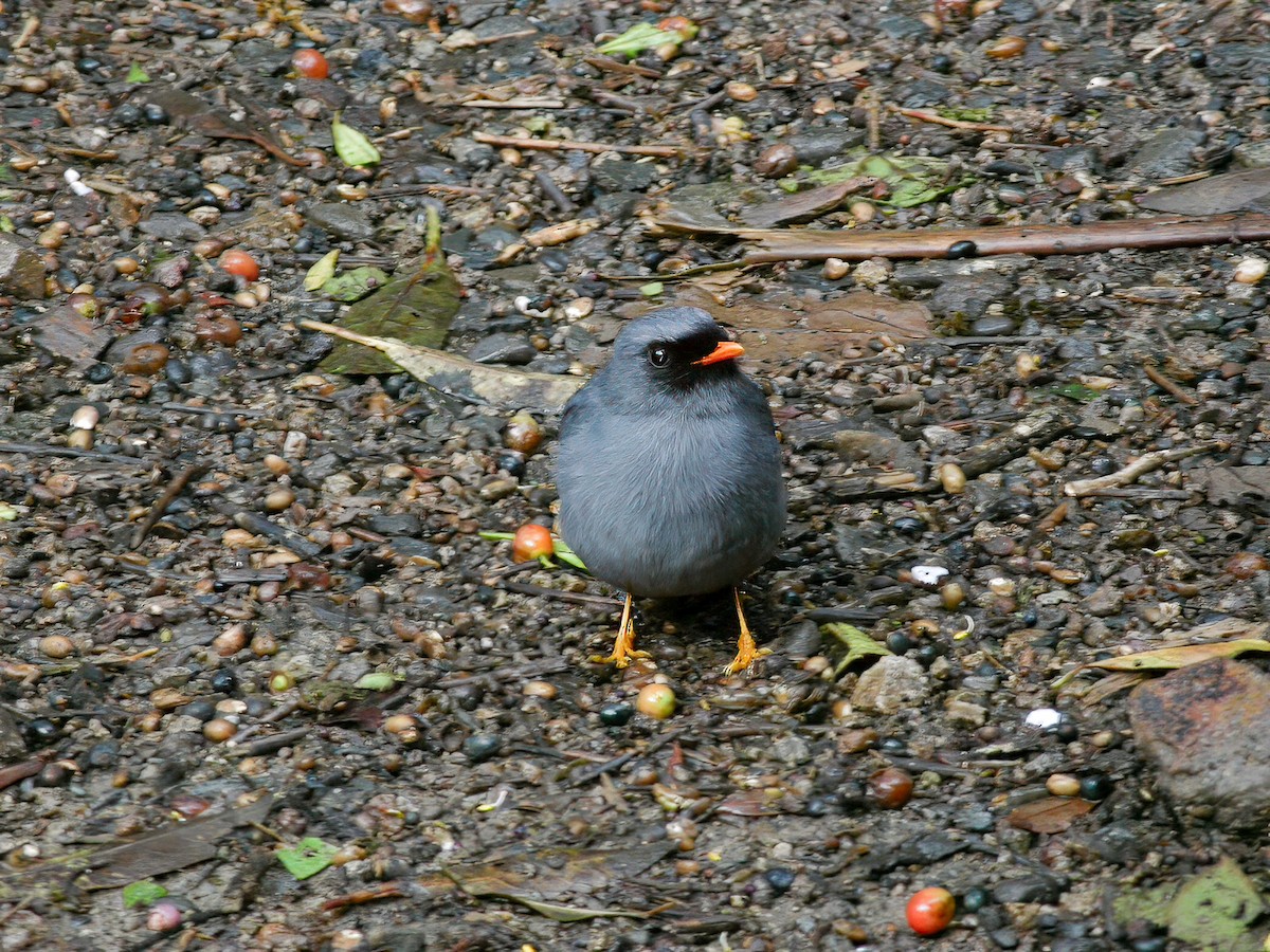 Black-faced Solitaire - ML618654625