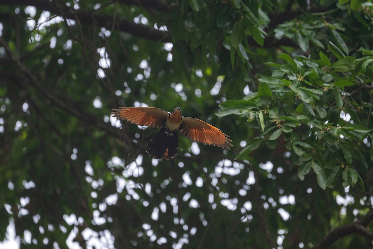Chestnut-winged Cuckoo - ML618654639