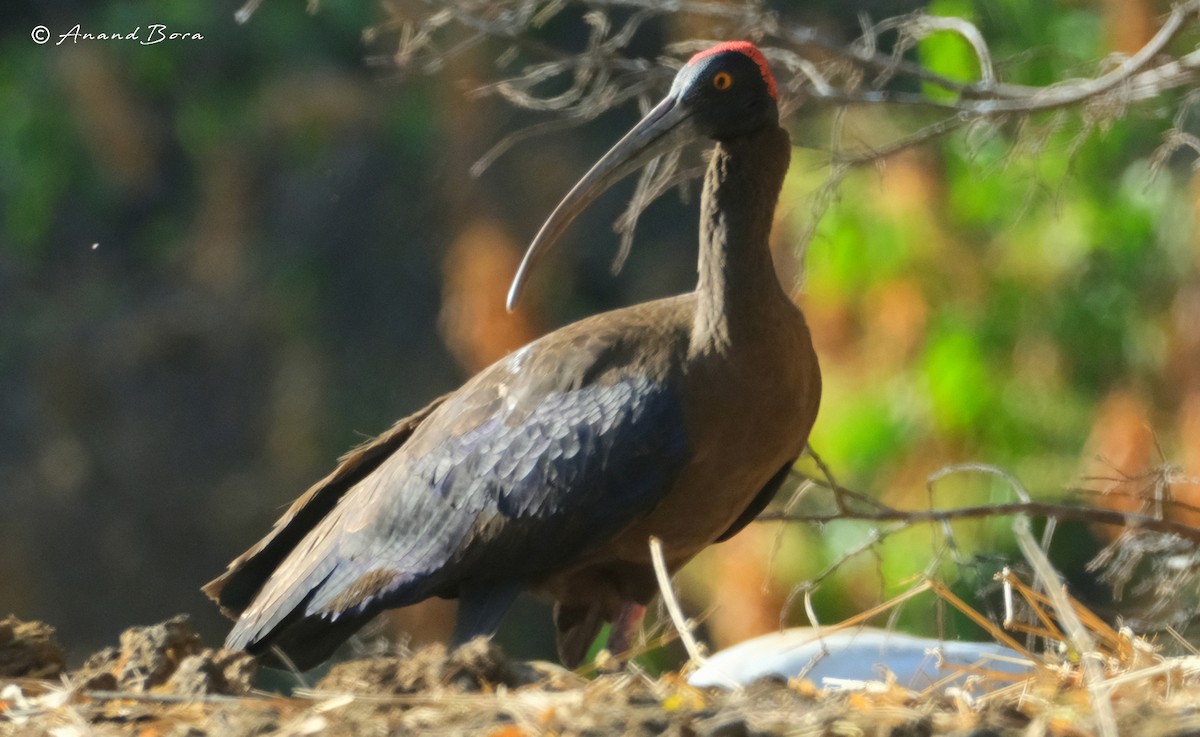 ibis bradavičnatý - ML618654647