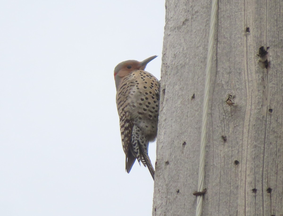 Northern Flicker (Yellow-shafted) - ML618654664