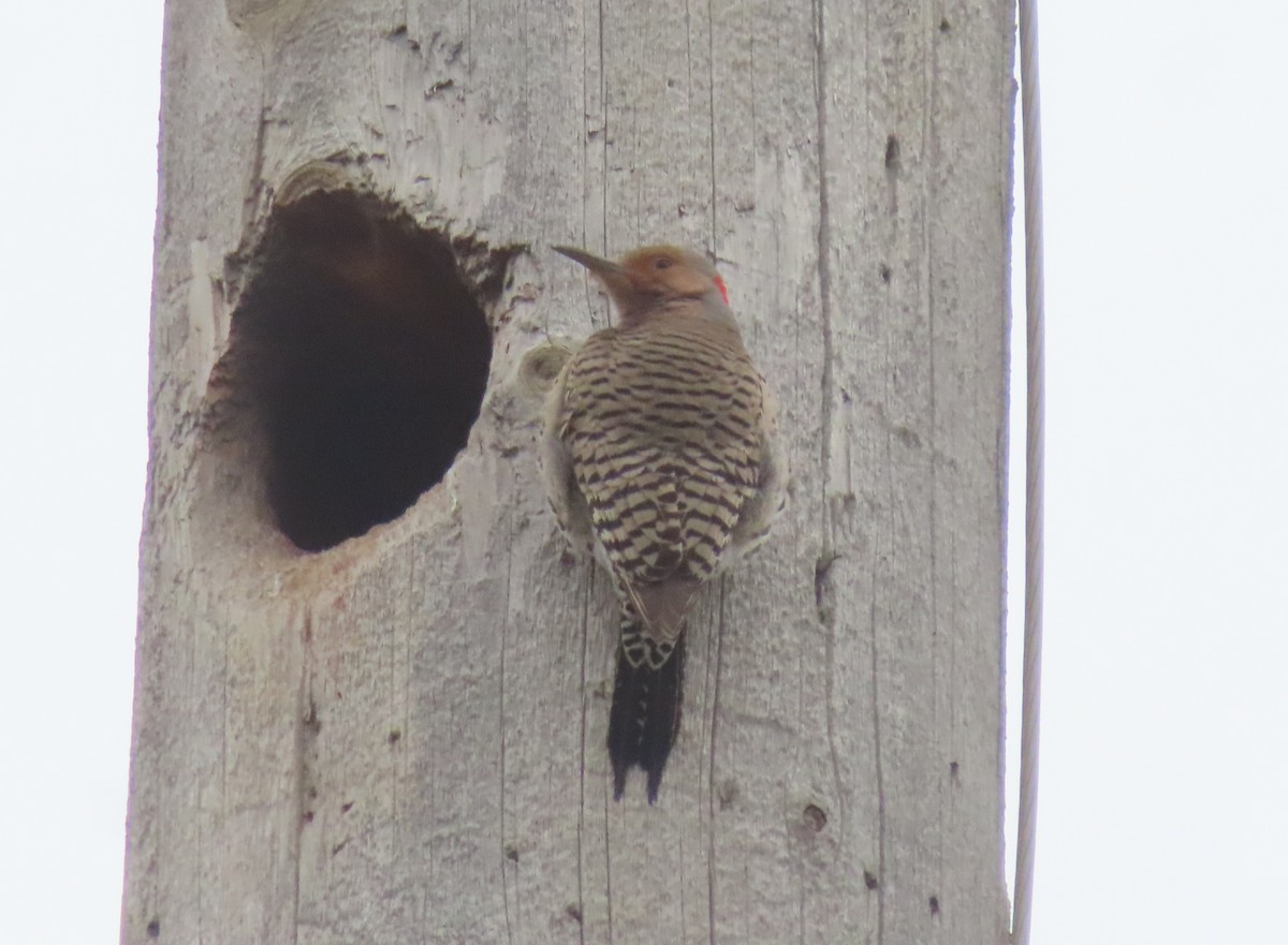 Northern Flicker (Yellow-shafted) - Violet Kosack
