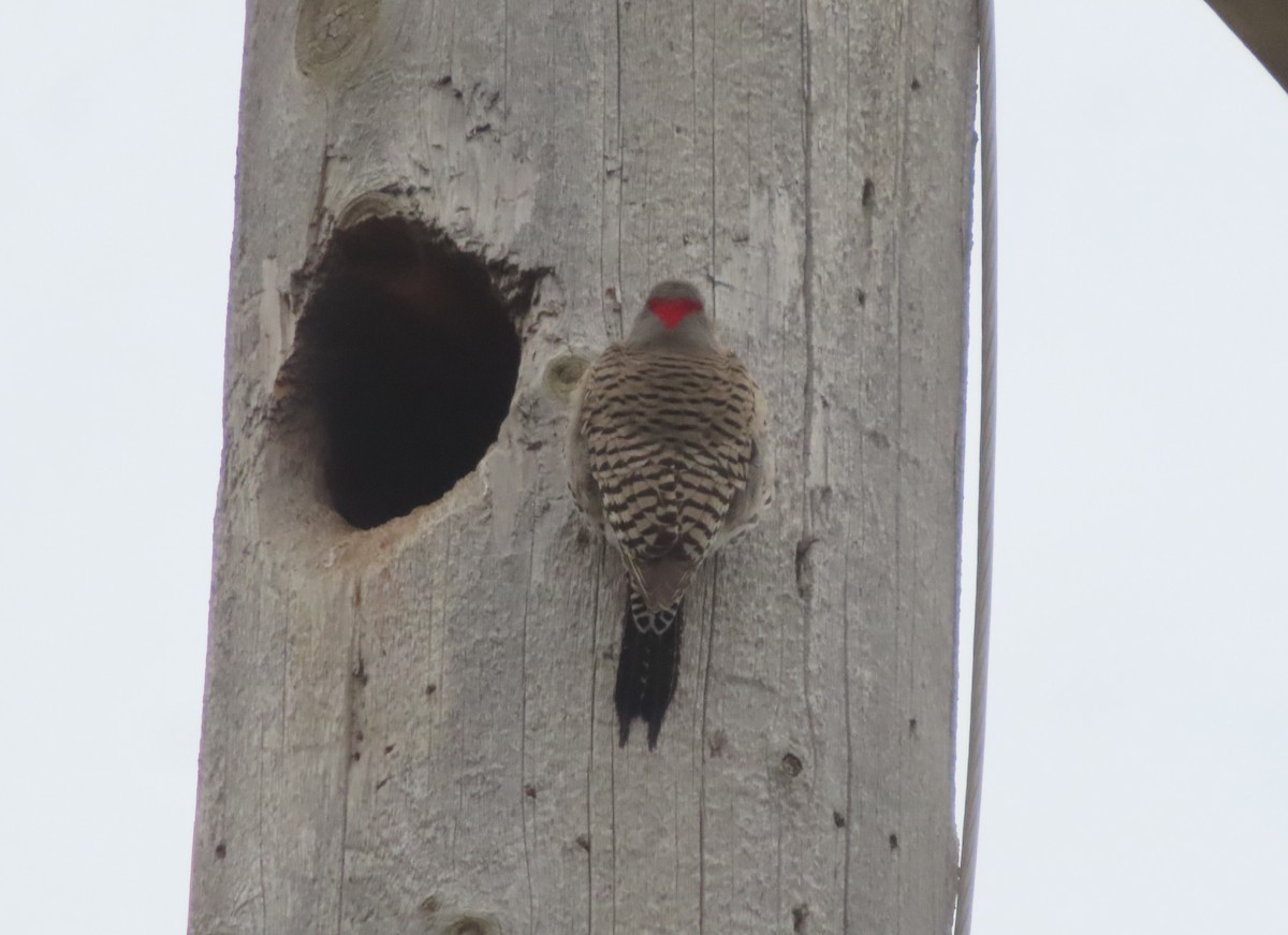 Northern Flicker (Yellow-shafted) - Violet Kosack