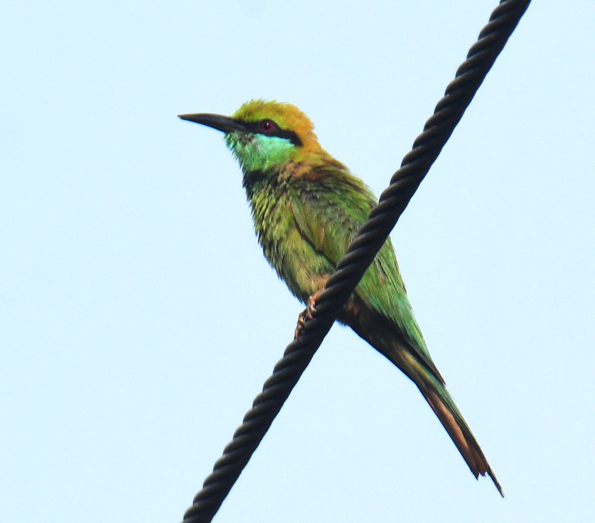 Asian Green Bee-eater - ML618654683