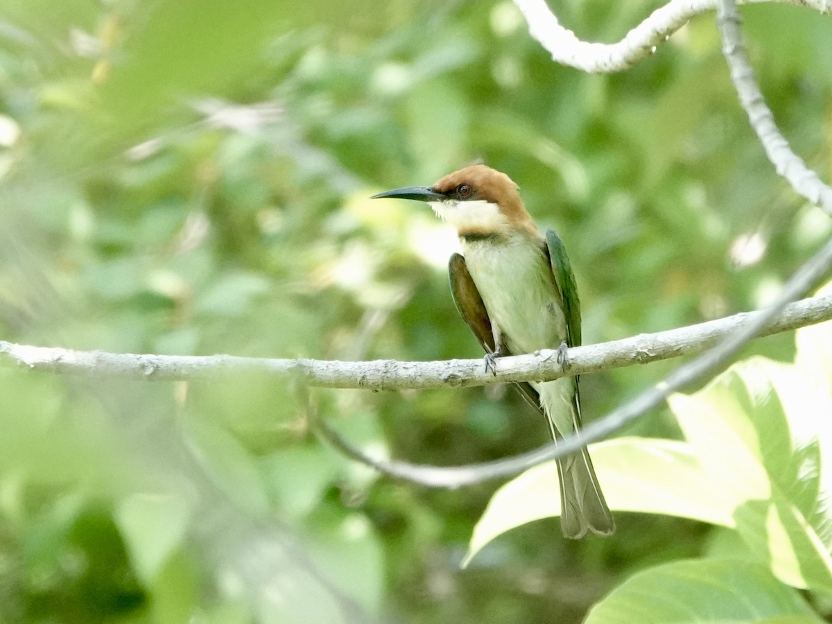 Chestnut-headed Bee-eater - Daniel Néron