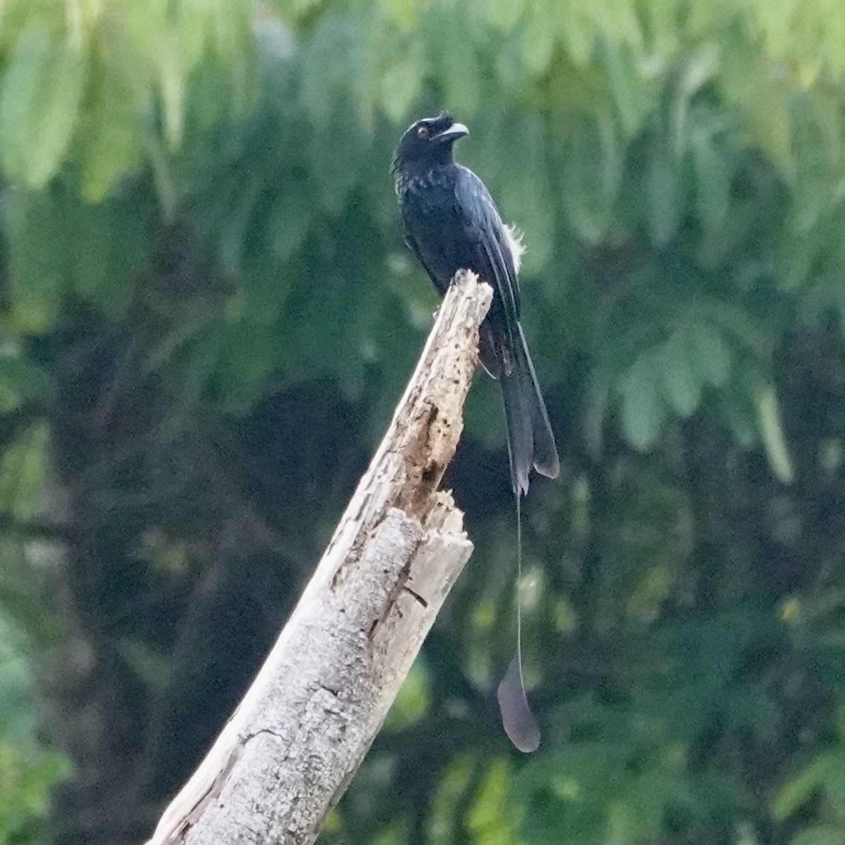 Greater Racket-tailed Drongo - ML618654691