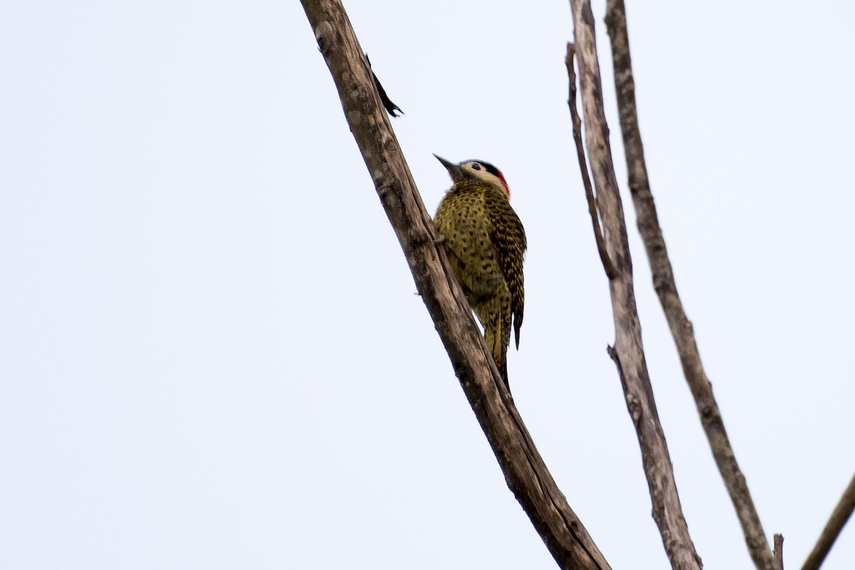 Green-barred Woodpecker - ML61865471