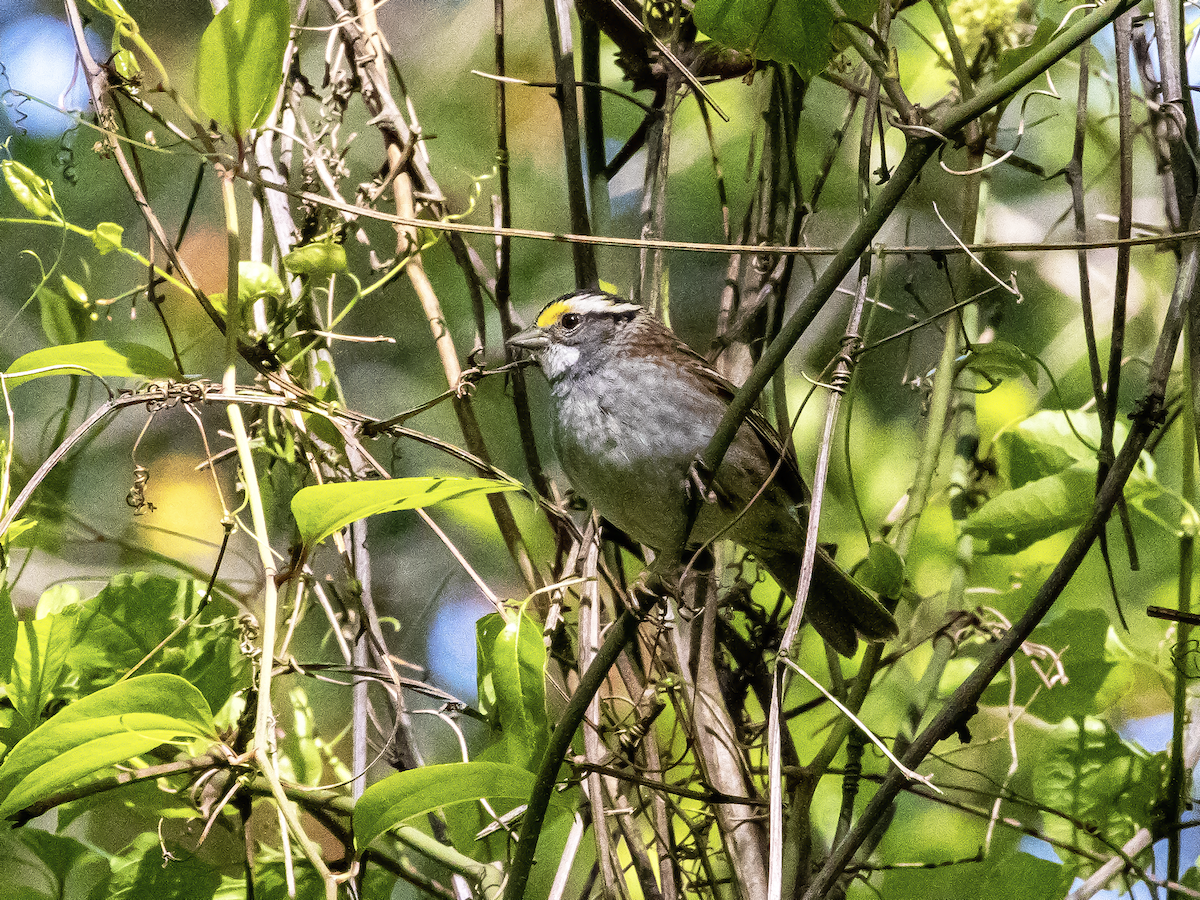 White-throated Sparrow - ML618654772