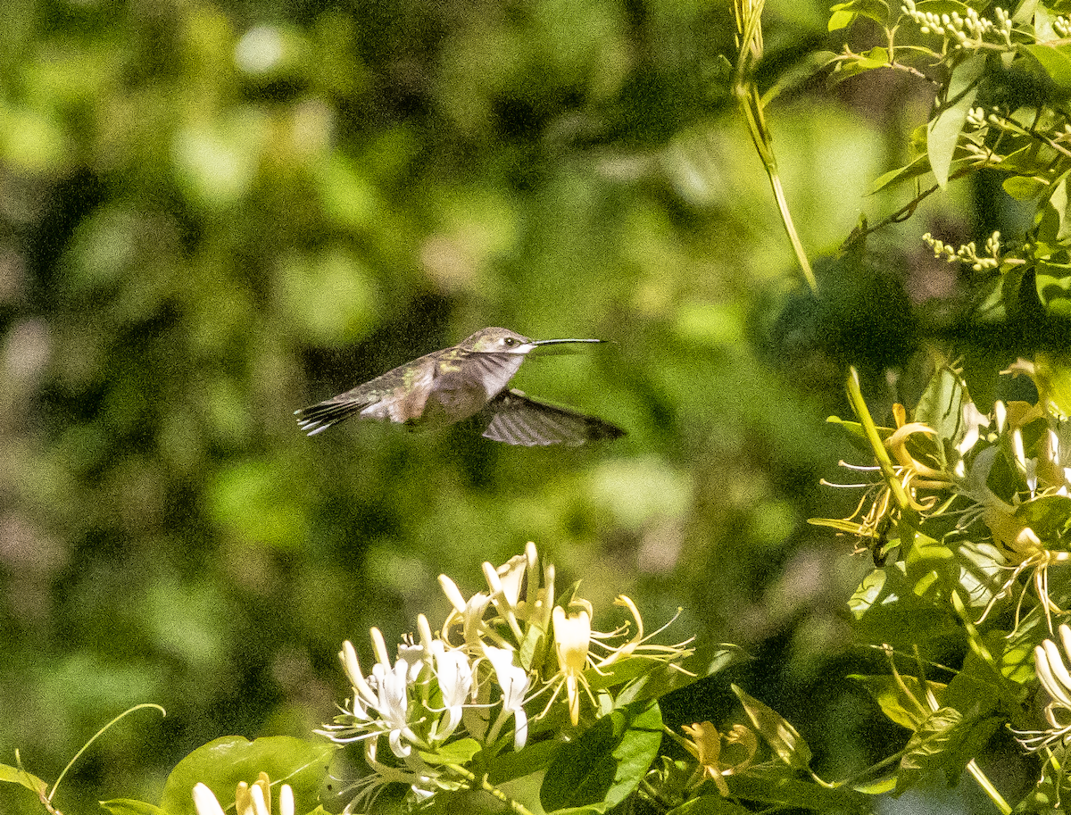 Ruby-throated Hummingbird - ML618654788