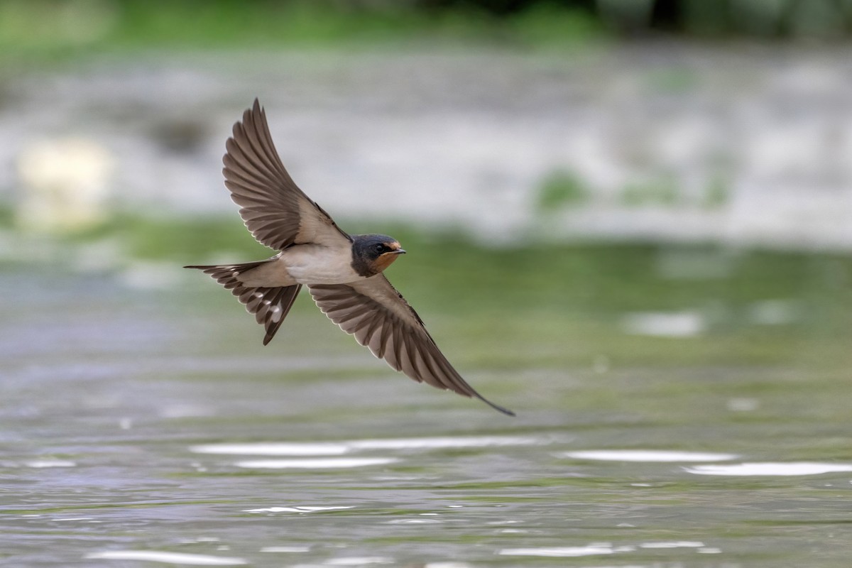 Barn Swallow - Deepak Budhathoki 🦉