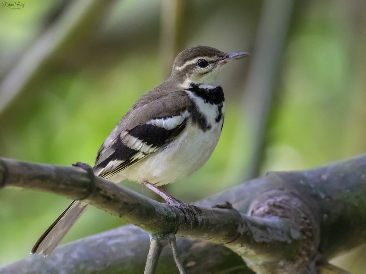 Forest Wagtail - ML618654852