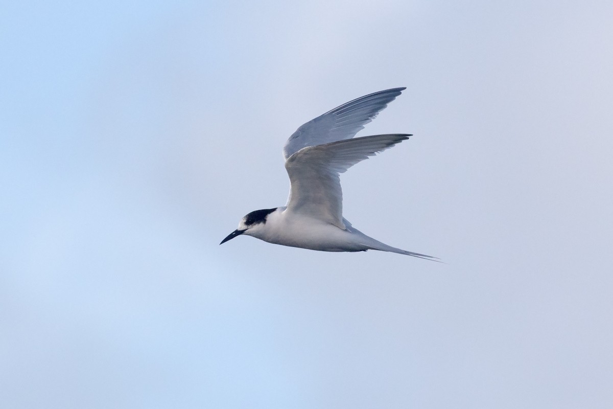 White-fronted Tern - ML618654912