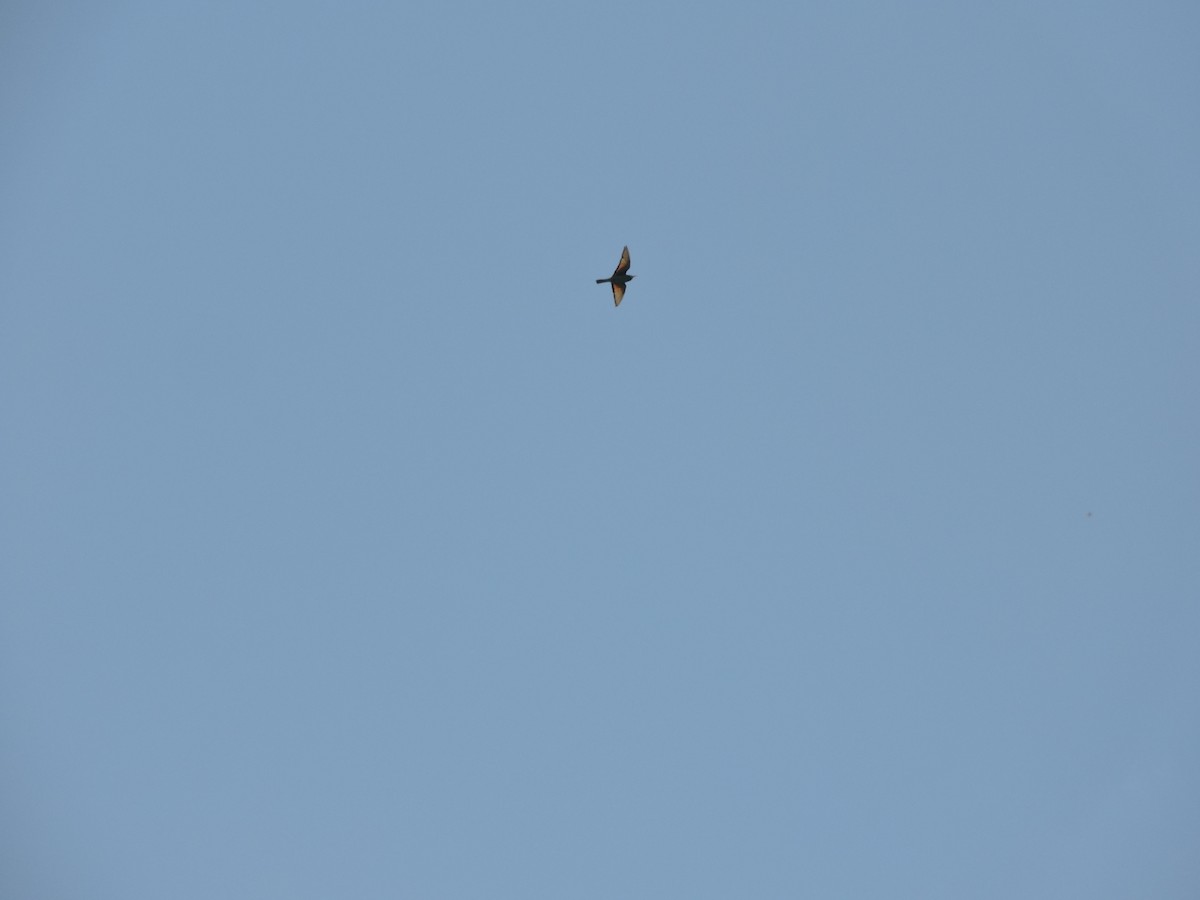 European Bee-eater - ML618654937