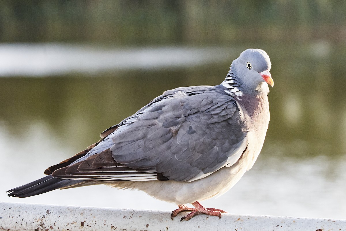Common Wood-Pigeon - ML618654966