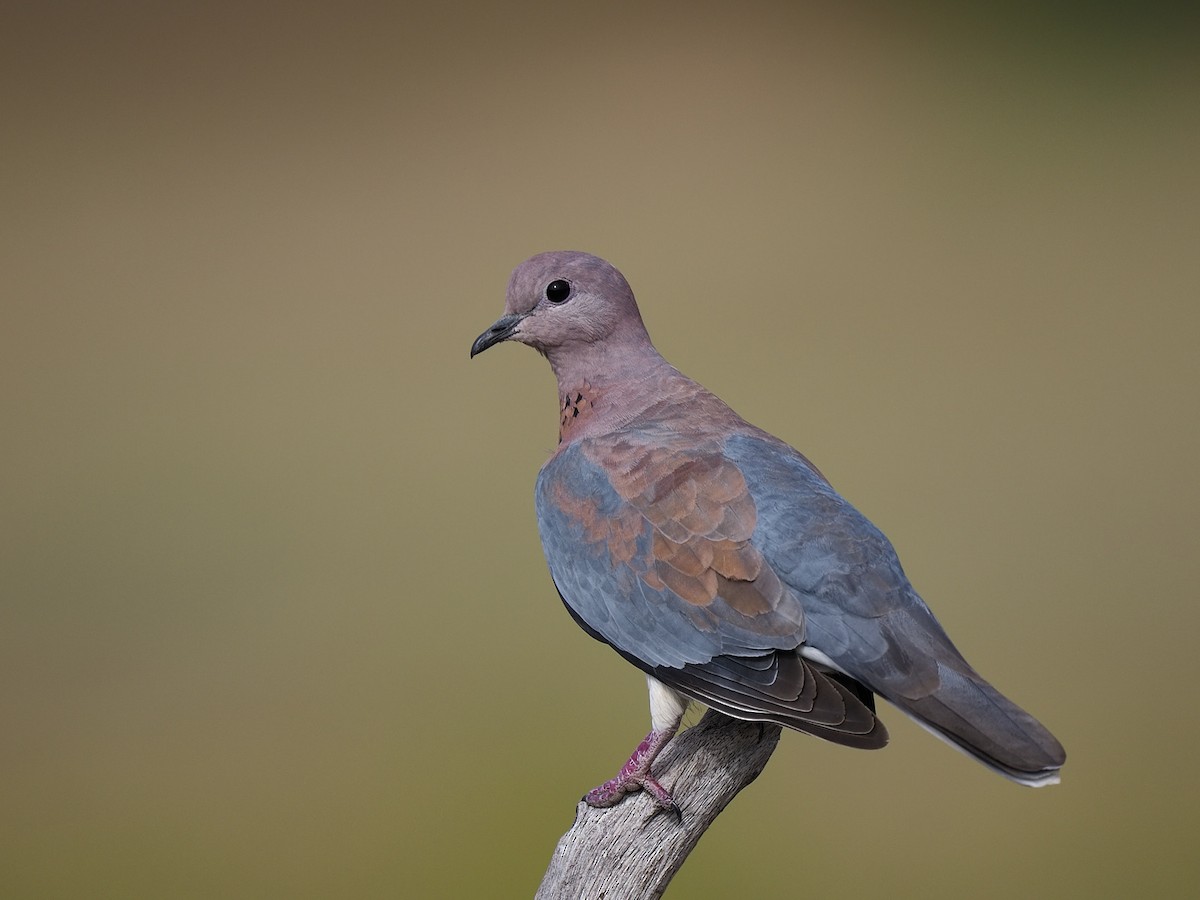 Laughing Dove - ML618654997