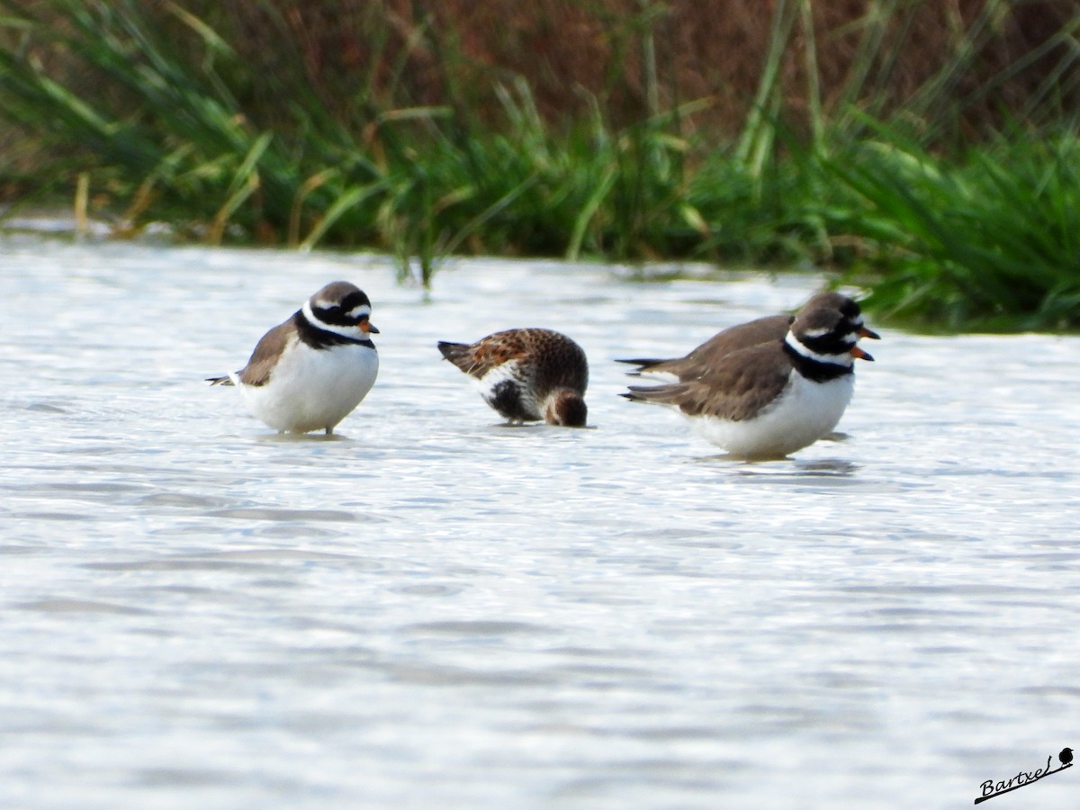 Common Ringed Plover - ML618655007