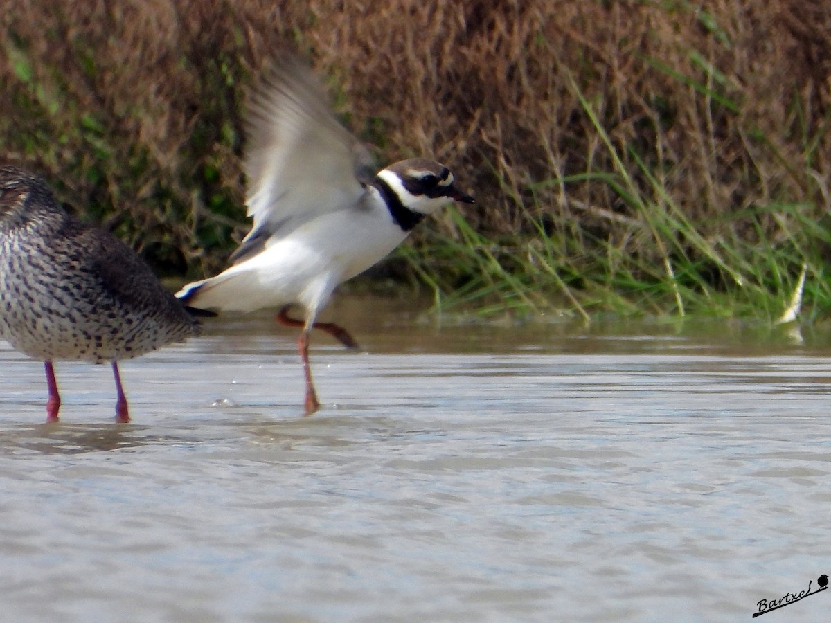 Common Ringed Plover - ML618655008