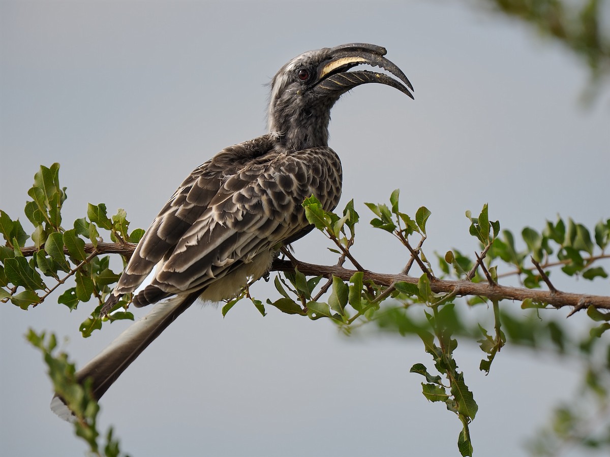 African Gray Hornbill - ML618655029