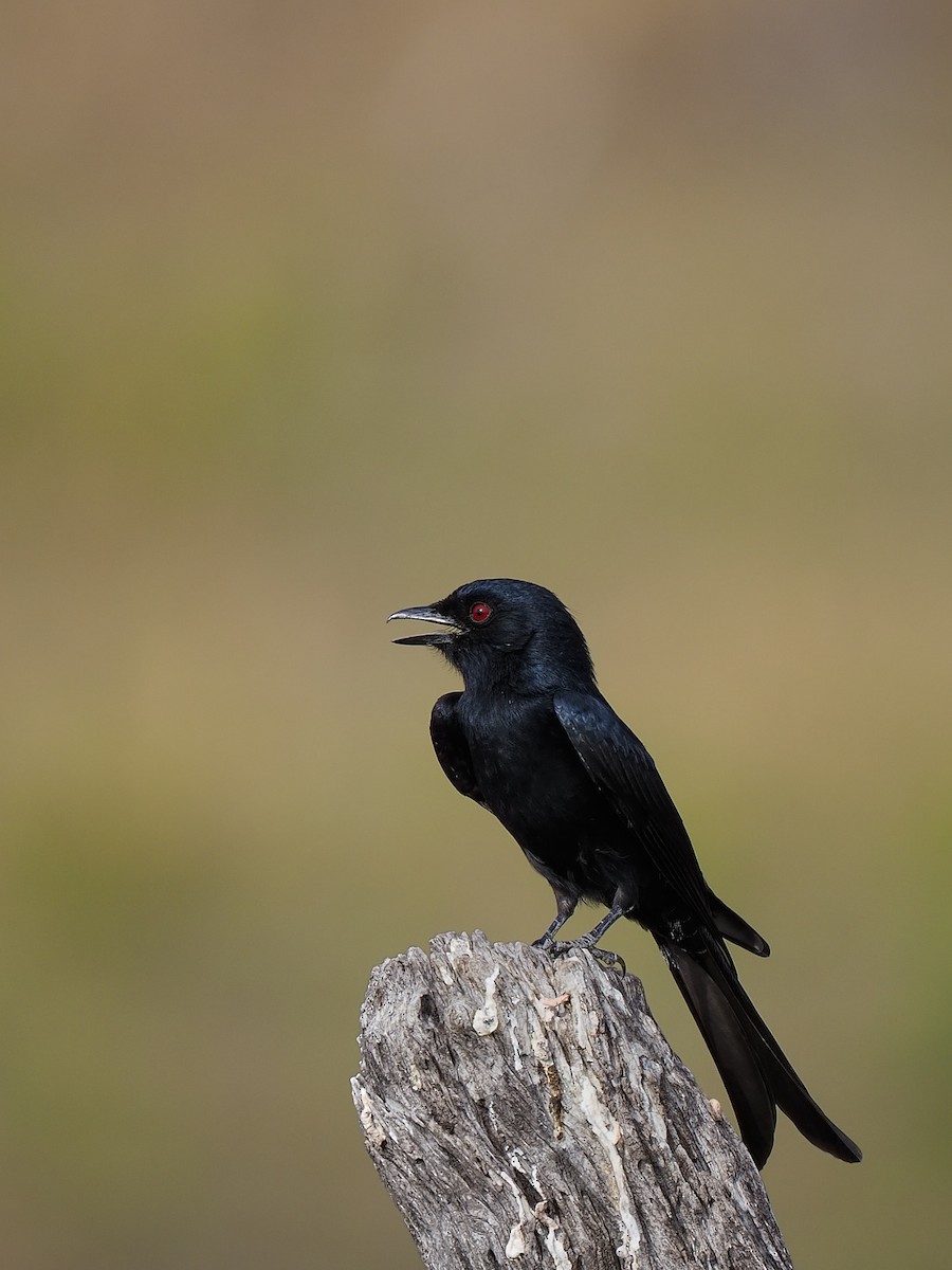 Fork-tailed Drongo - ML618655038