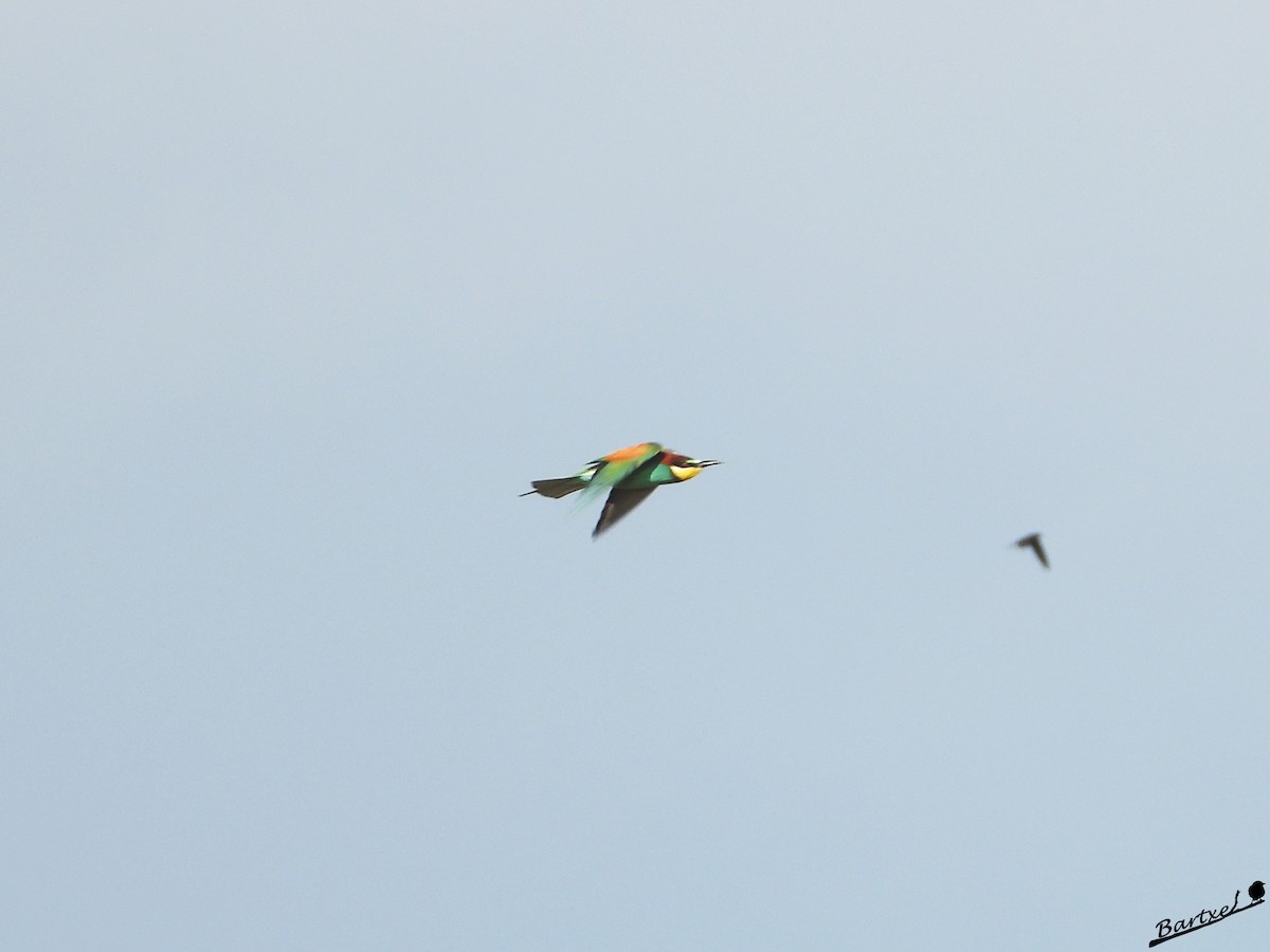 European Bee-eater - ML618655047