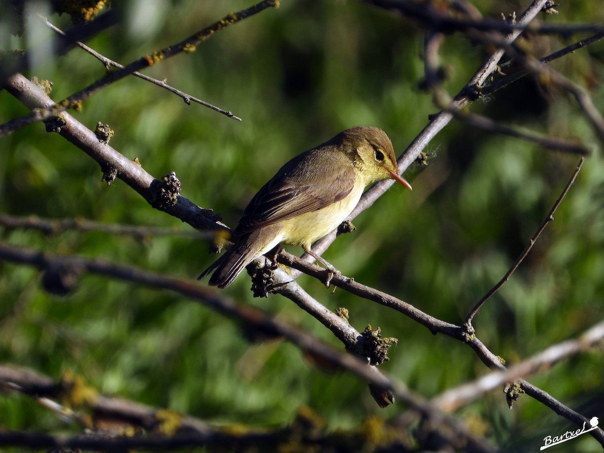 Melodious Warbler - ML618655052