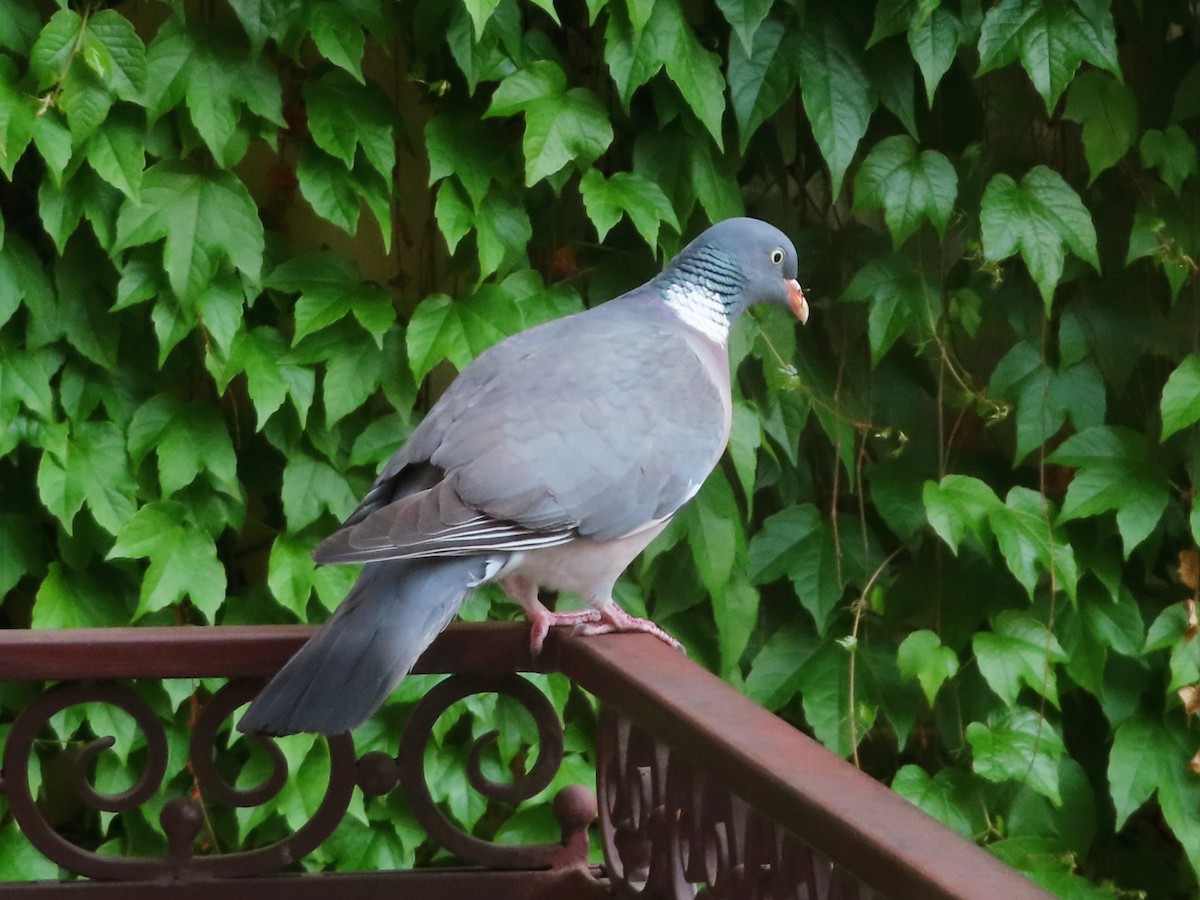 Common Wood-Pigeon - ML618655057