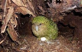 kakapo soví - ML618655071