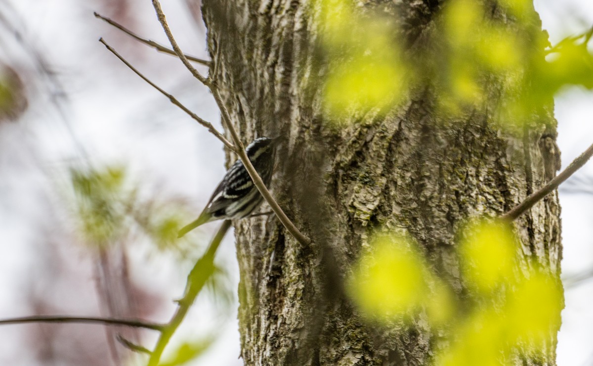 Black-and-white Warbler - ML618655114