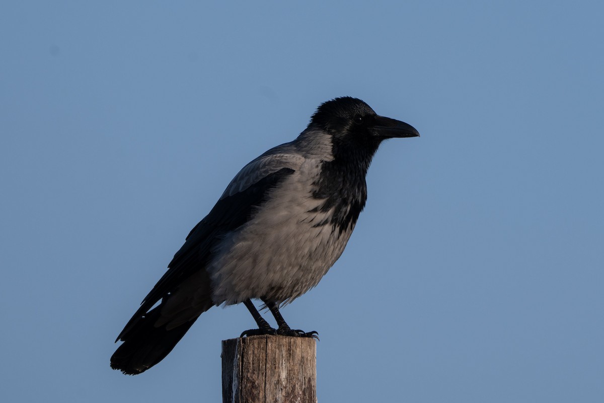 Hooded Crow - ML618655147
